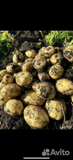Продам картофель