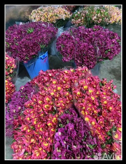 Альстромерии опт