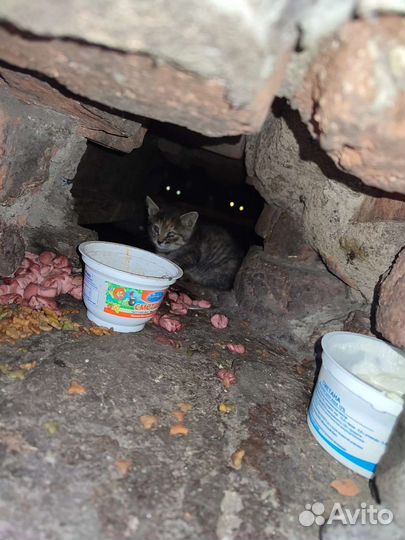 Котята ищут дом или передержку