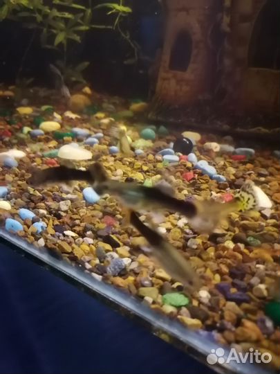 Аквариум