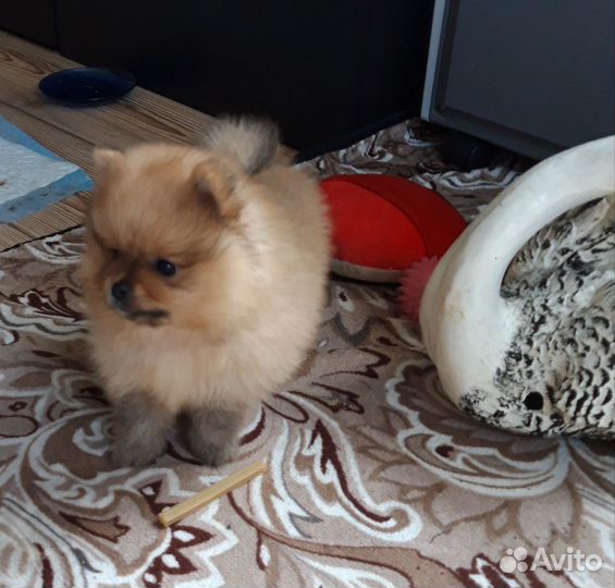 Щенки померанского шпица медвежьего типа