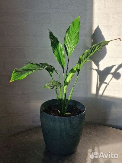 Спатифиллум