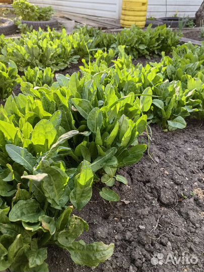 Свежая зелень