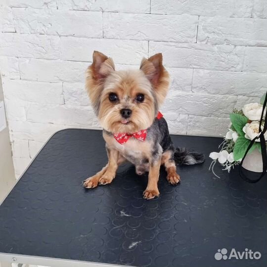 Стрижка собак