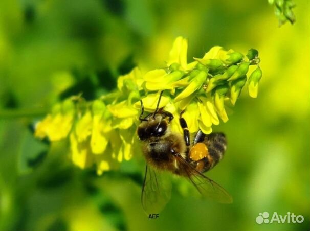 Мёд 2024 года натуральный оптом