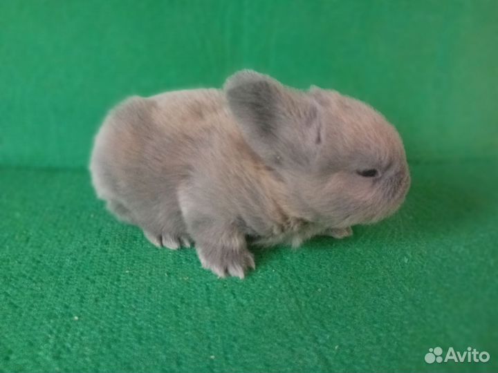 Карликовые кролики мини сатин
