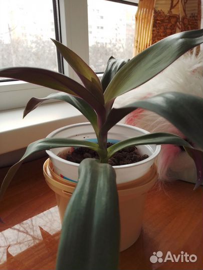 Традесканция рэо уже посажен в землю