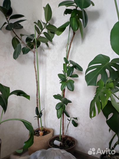 Комнатные растения цветы большие