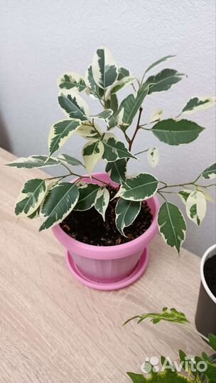 Домашние комнатные цветы