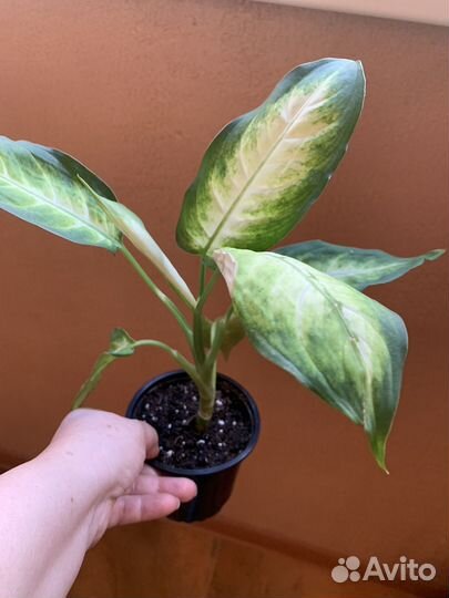 Диффенбахия вариегатная