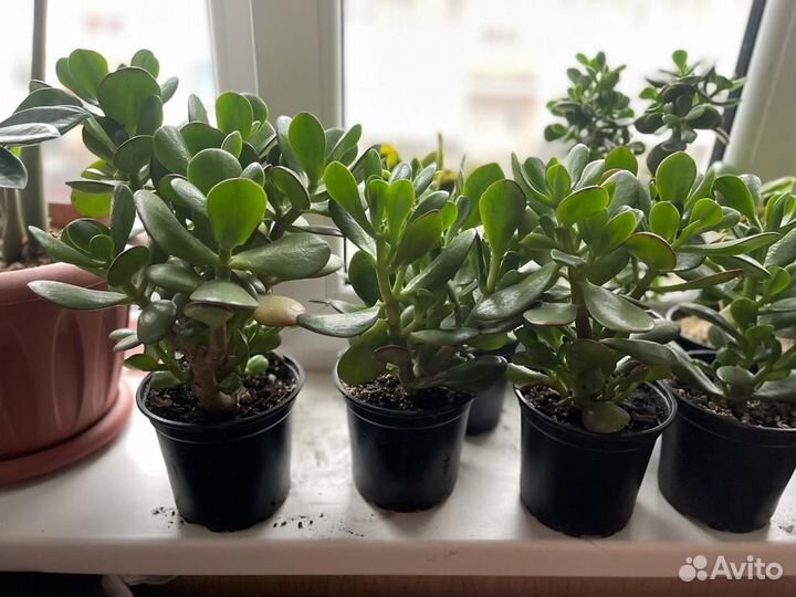 Толстянка крассула