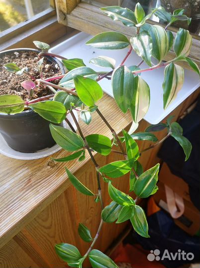 Сортовая традесканция