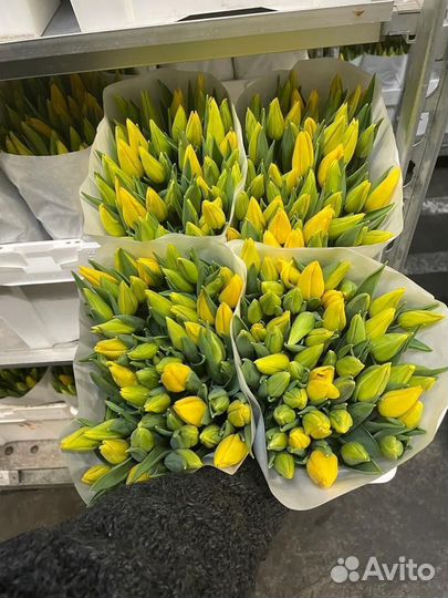 Тюльпаны к 8 марта оптом