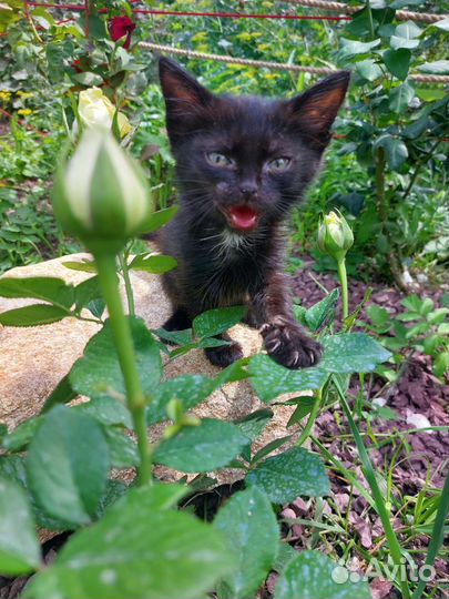 Кошка в дар