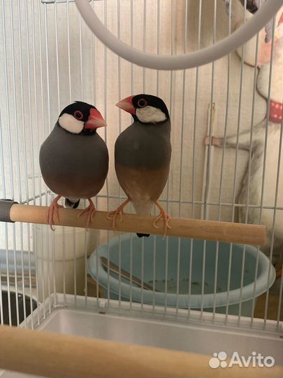 Рисовые амадины