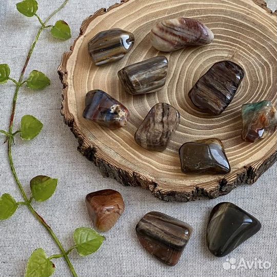 Окаменелое дерево