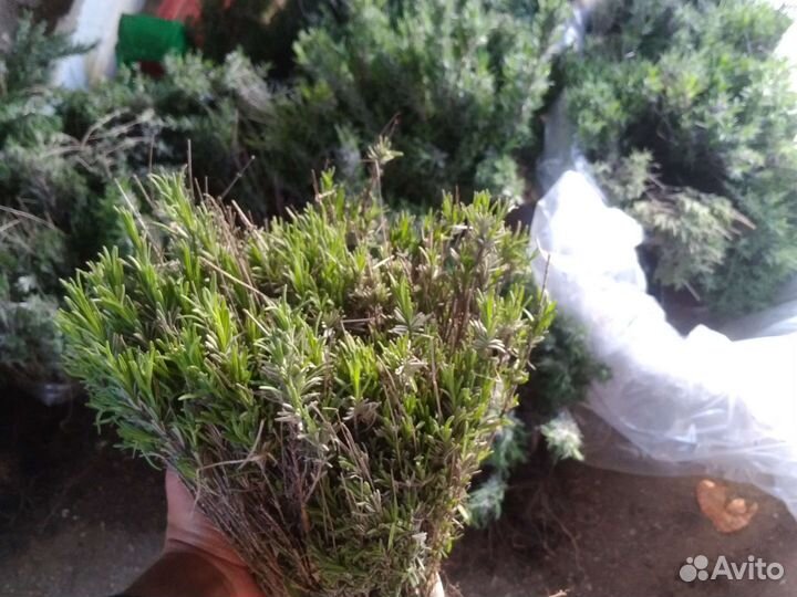 Саженцы лаванды