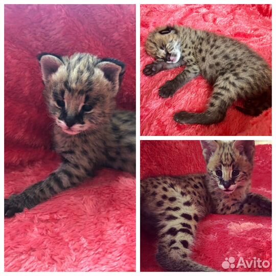 Саванна котята ручные