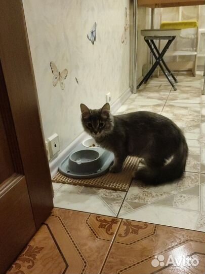 Кошка в добрые руки