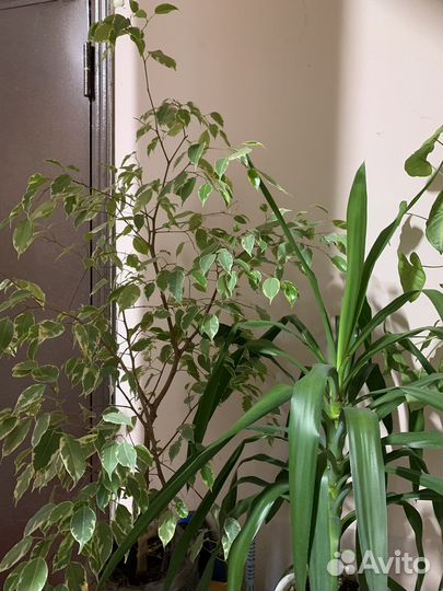 Фикус бенджамина пестролистный