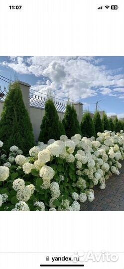 Гортензия Annabelle