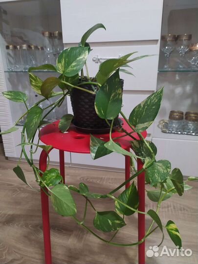 Сциндапсус