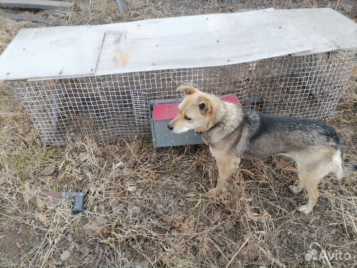 Клетка для кроликов