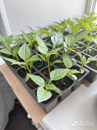 Рассада перец болгарский желтый красный зеленый