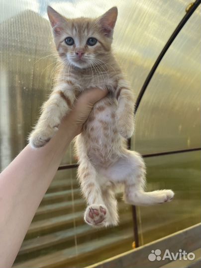 Котенок полосатый мальчик бесплатно рыжий котенок