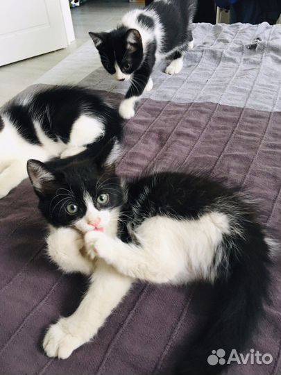 Котенок для поцелуев)