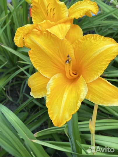 Лилейники сортовые