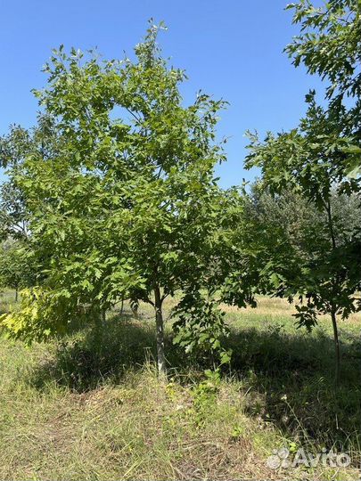 Саженцы Дуб красный Quercus rubra оптом