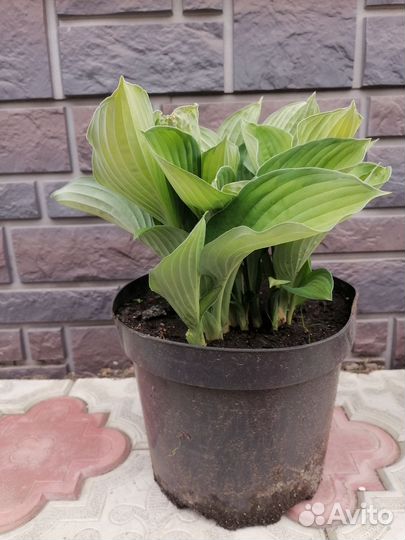 Хоста зеленая