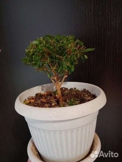 Гранат комнатный