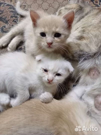 Потерялась белая вислоухая кошечка