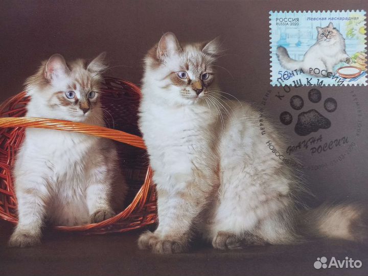 Картмаксимум кошки