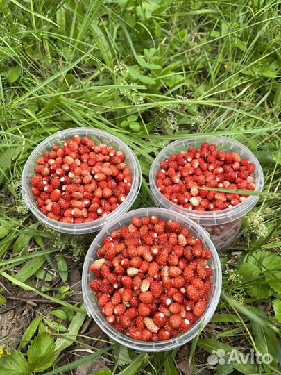 Земляника лесная