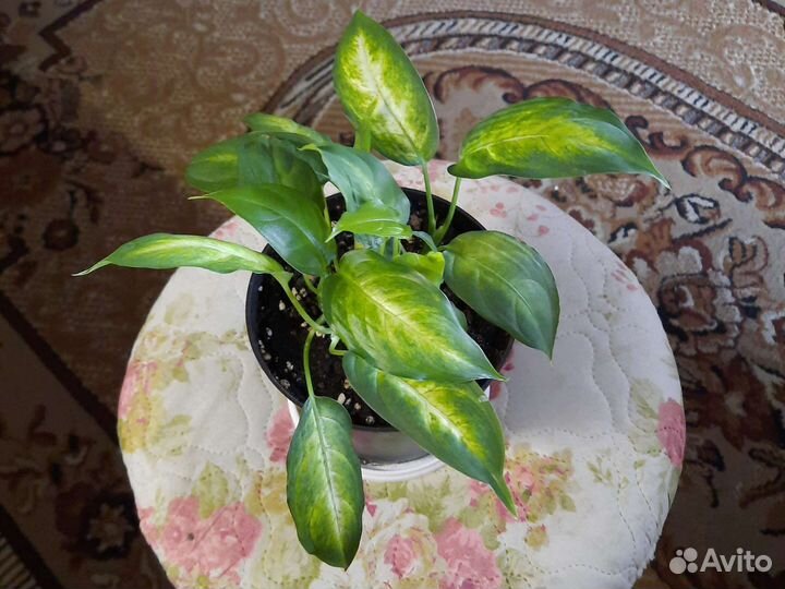 Диффенбахия кустовая