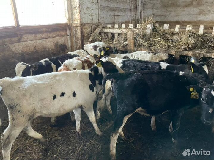 Телочки и бычки