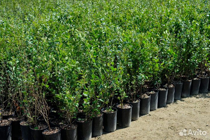 Кизильник блестящий