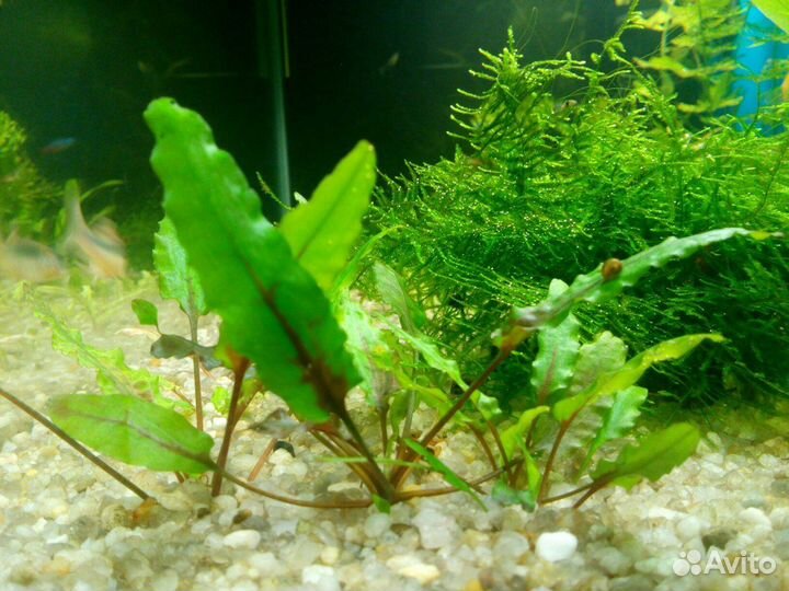 Аквариумные растения, креветки вишня