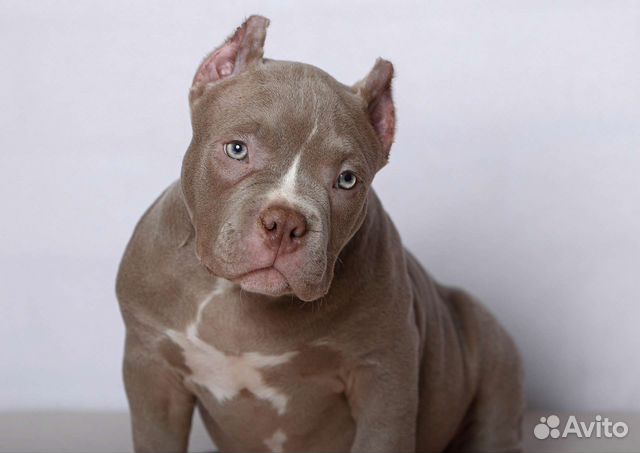 Купирование ушей