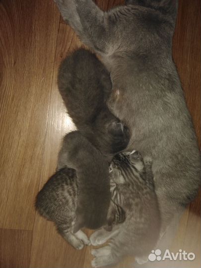 Шотландская