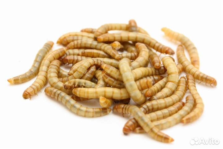 Мучные черви