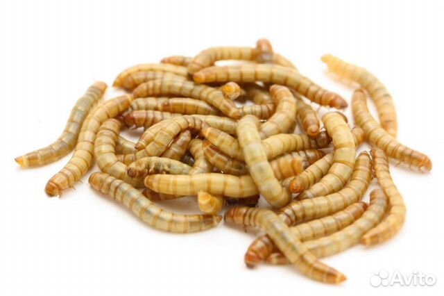 Мучные черви