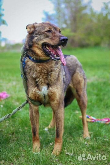 Собаки бесплатно в добрые руки