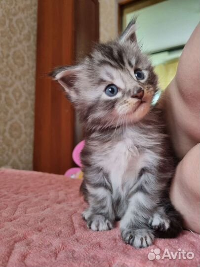 Котята мейкун