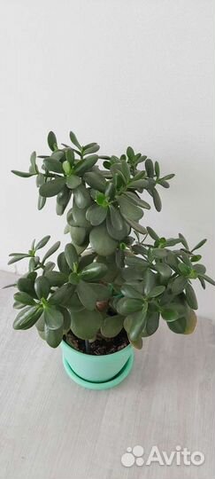 Толстянка (денежное дерево)