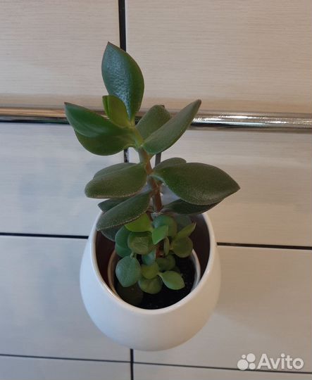 Денежное дерево красула