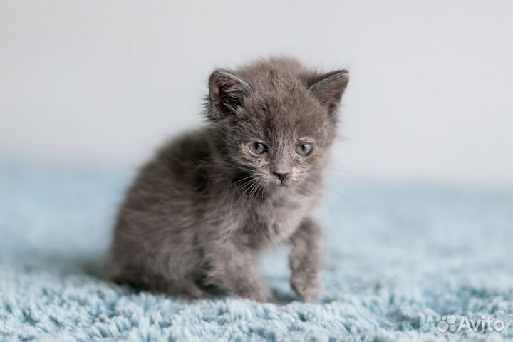 Котята в дар